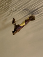 Caloptilia bimaculatella