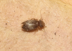 Lepidopsocidae