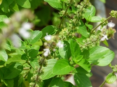 Ocimum campechianum
