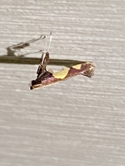 Caloptilia bimaculatella