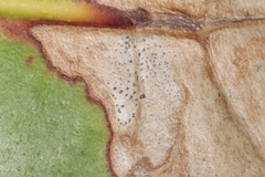 Phyllosticta coccolobae