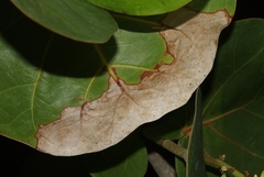 Phyllosticta coccolobae