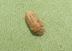 Curtara
