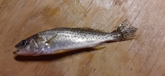 Cynoscion nebulosus