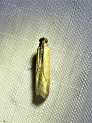 Elasmopalpus lignosella