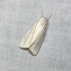 Cryptophasa flavolineata