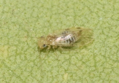 Pseudocaeciliidae