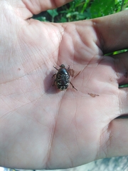 Euphoria leucographa