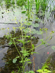 Ranunculus pensylvanicus