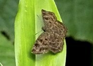 Pyrginae