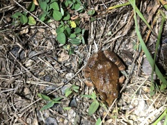 Platyplectrum ornatum