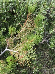 Pinus contorta