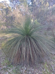 Xanthorrhoea preissii