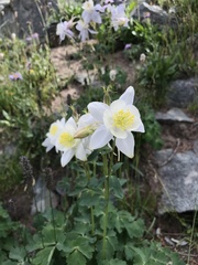 Aquilegia coerulea