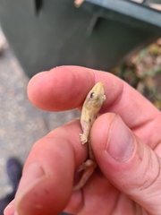 Lepidodactylus lugubris