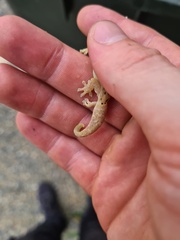 Lepidodactylus lugubris