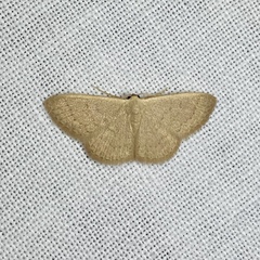Idaea uniformis