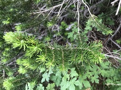 Abies lasiocarpa