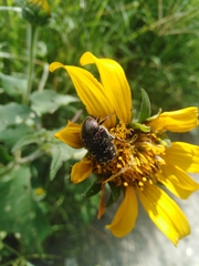 Euphoria leucographa
