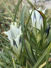 Gentiana algida