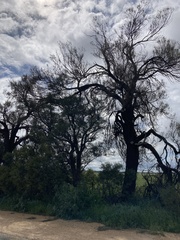 Allocasuarina luehmannii