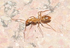 Camponotus conspicuus