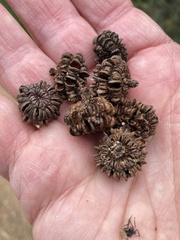 Allocasuarina luehmannii