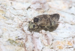 Myopsocidae