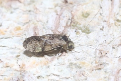 Myopsocidae
