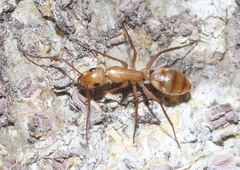 Camponotus conspicuus