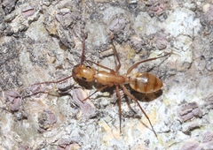 Camponotus conspicuus