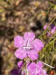 Agalinis fasciculata