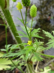 Ranunculus pensylvanicus