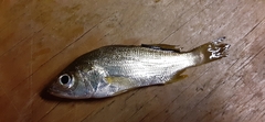 Bairdiella chrysoura