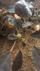 Dorstenia foetida