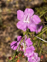 Agalinis fasciculata