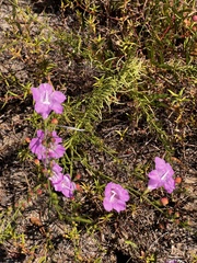 Agalinis fasciculata
