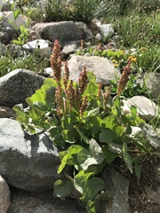 Oxyria digyna