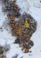 Athallia pyracea