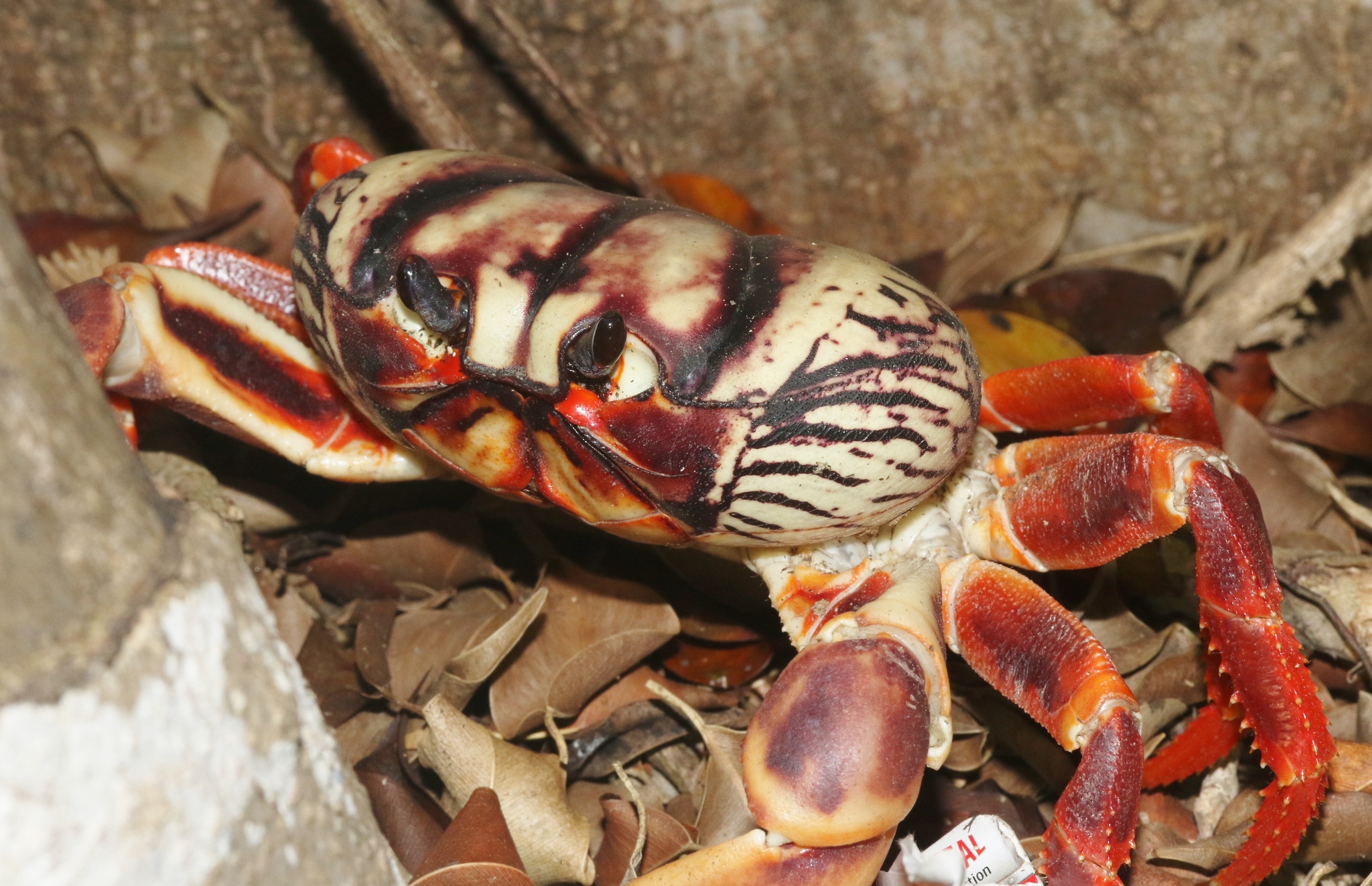 Gecarcinus ruricola (Linnaeus, 1758)