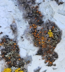 Athallia pyracea