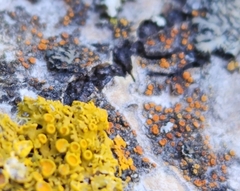 Athallia pyracea