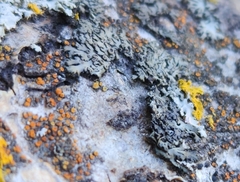Athallia pyracea