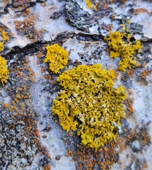 Athallia pyracea