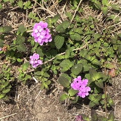 Lantana montevidensis