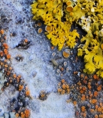 Athallia pyracea