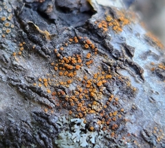 Athallia pyracea