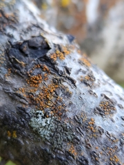 Athallia pyracea