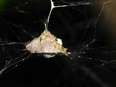 Metepeira labyrinthea