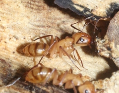 Camponotus conspicuus